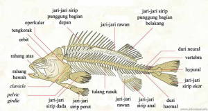 Sistem Rangka Ikan  FisheryMan
